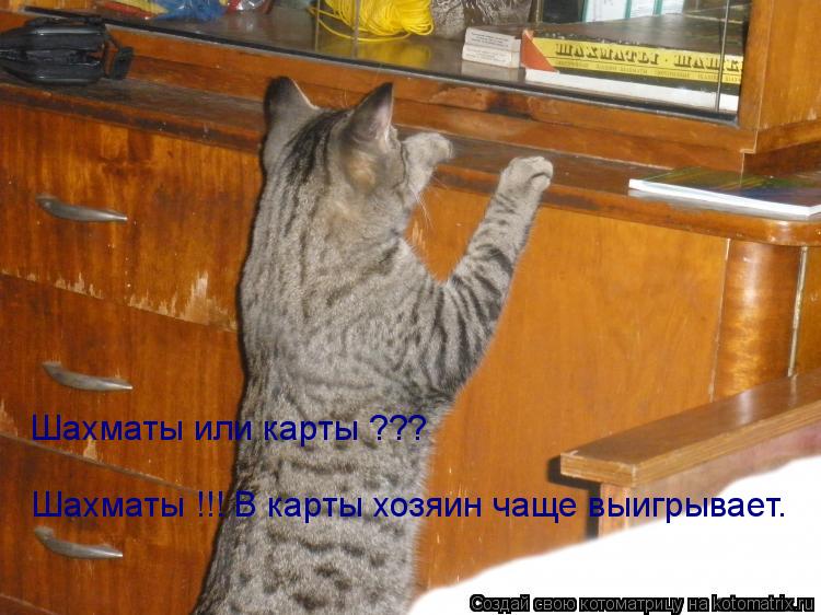 Котоматрица: Шахматы !!! В карты хозяин чаще выигрывает. Шахматы или карты ???