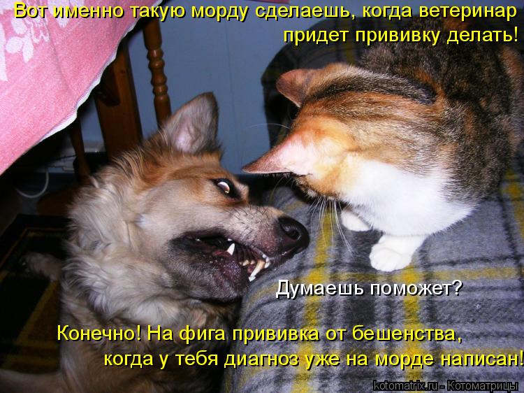 Вот именно такую морду сделаешь, когда ветеринар придет прививку делать! Думаешь поможет? Конечно! Н... Котоматрица: Вот именно такую морду сделаешь, когда ветеринар придет прививку делать! Думаешь поможет? Конечно! На фига прививка от бешенства, когда у т