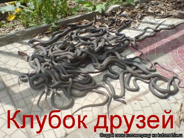Котоматрица: Клубок друзей
