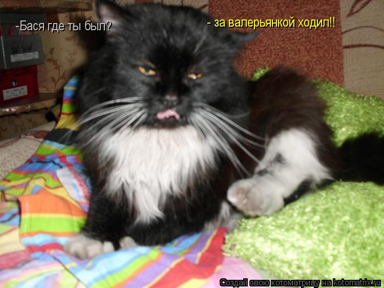 Котоматрица: -Бася где ты был? - за валерьянкой ходил!!