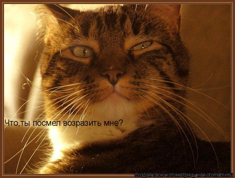 Котоматрица: Что,ты посмел возразить мне?