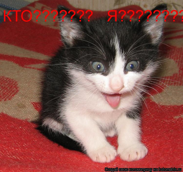 КТО??????? Я????????... Котоматрица: КТО??????? Я????????