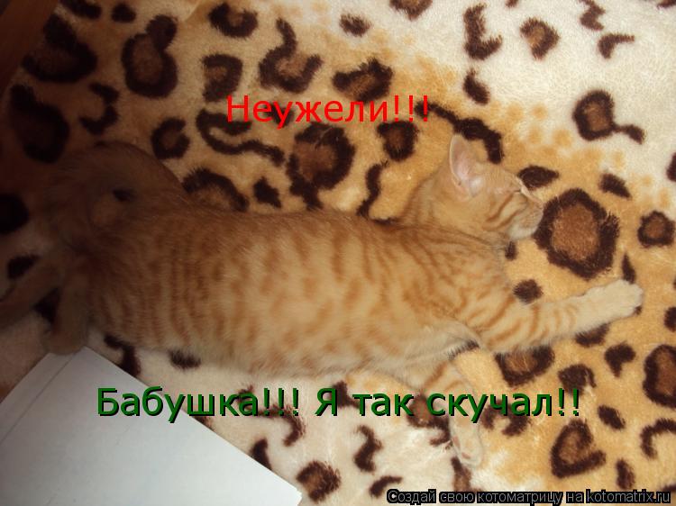 Неужели!!! Бабушка!!! Я так скучал!!... Котоматрица: Неужели!!! Бабушка!!! Я так скучал!!