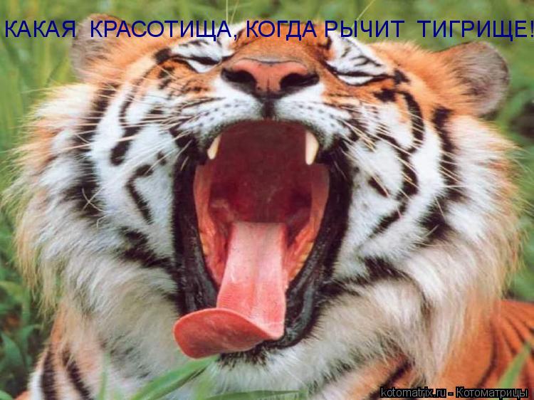 КАКАЯ КРАСОТИЩА, КОГДА РЫЧИТ ТИГРИЩЕ!!!!!!!!!!!!!!!!!!!!!!!!!!!!!... Котоматрица: КАКАЯ КРАСОТИЩА, КОГДА РЫЧИТ ТИГРИЩЕ!!!!!!!!!!!!!!!!!!!!!!!!!!!!!