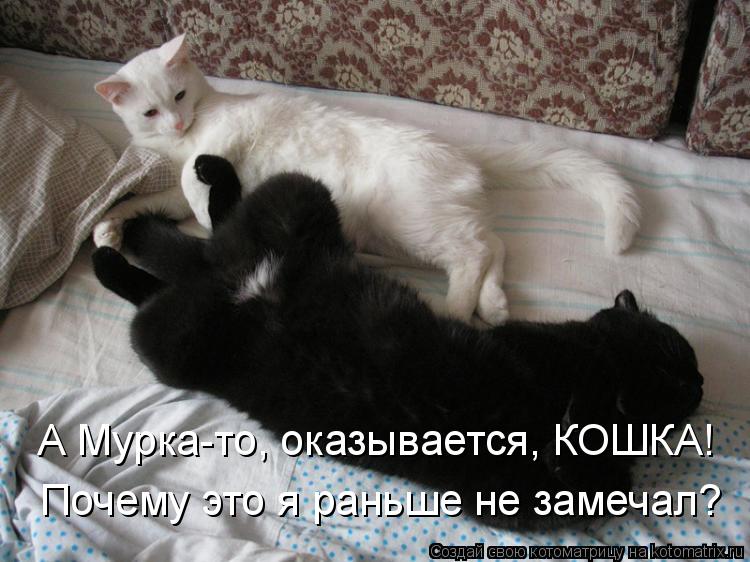А Мурка-то, оказывается, КОШКА! Почему это я раньше не замечал?... Котоматрица: А Мурка-то, оказывается, КОШКА! Почему это я раньше не замечал?