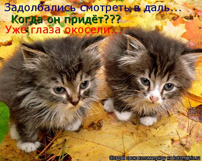 Задолбались смотреть в даль... Когда он придёт??? Уже глаза окосели...... Котоматрица: Задолбались смотреть в даль... Когда он придёт??? Уже глаза окосели...