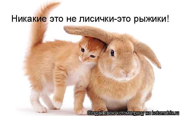 Никакие это не лисички-это рыжики!... Котоматрица: Никакие это не лисички-это рыжики!