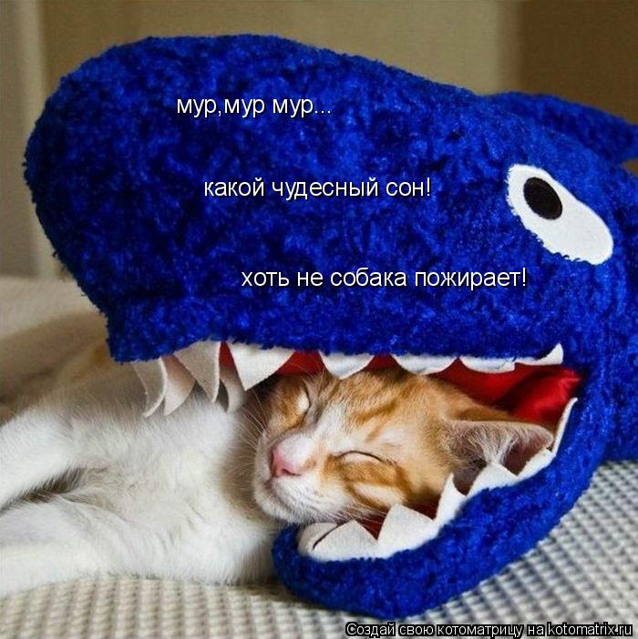 мур,мур мур... какой чудесный сон! хоть не собака пожирает!... Котоматрица: мур,мур мур... какой чудесный сон! хоть не собака пожирает!