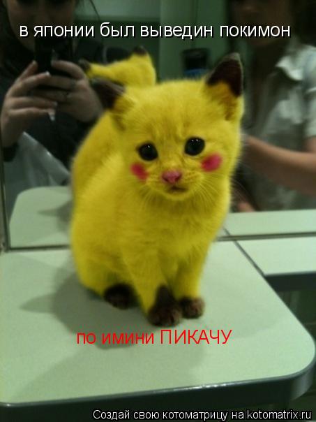 в японии был выведин покимон по имини ПИКАЧУ... Котоматрица: в японии был выведин покимон по имини ПИКАЧУ