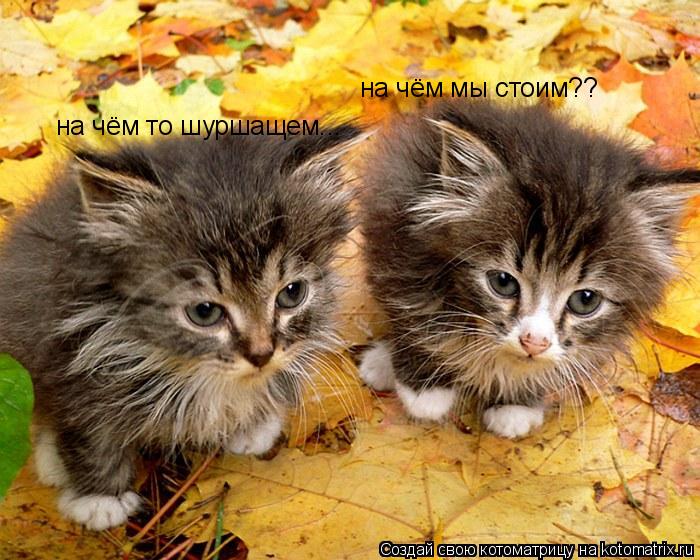 на чём мы стоим?? на чём то шуршащем...... Котоматрица: на чём мы стоим?? на чём то шуршащем...