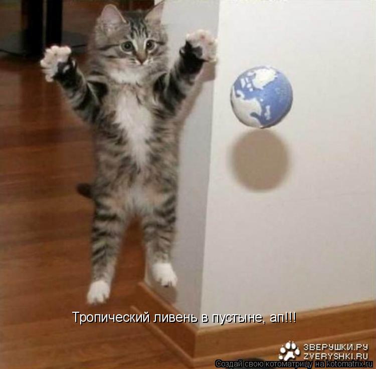 Тропический ливень в пустыне, ап!!!... Котоматрица: Тропический ливень в пустыне, ап!!!