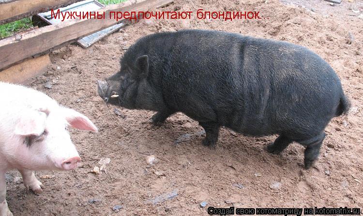 Мужчины предпочитают блондинок...... Котоматрица: Мужчины предпочитают блондинок...