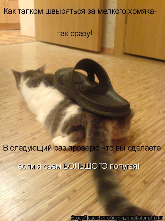 так сразу! Как тапком швыряться за мелкого хомяка- В следующий раз проверю что вы сделаете если я сье... Котоматрица: так сразу! Как тапком швыряться за мелкого хомяка- В следующий раз проверю что вы сделаете если я сьем БОЛЬШОГО попугая!