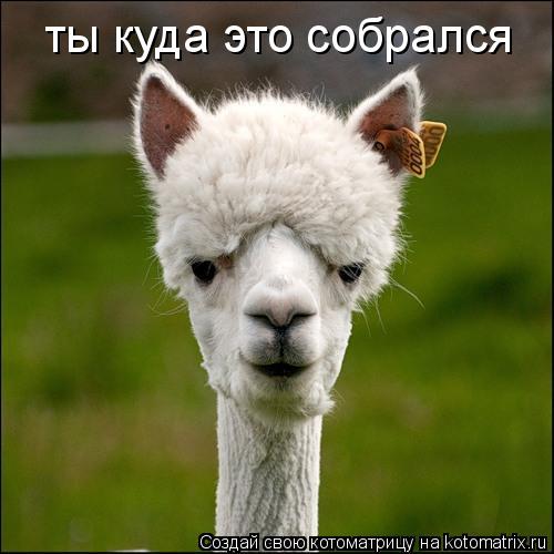 ты куда это собрался... Котоматрица: ты куда это собрался