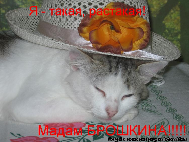 Я - такая, растакая! Мадам БРОШКИНА!!!!!... Котоматрица: Я - такая, растакая! Мадам БРОШКИНА!!!!!