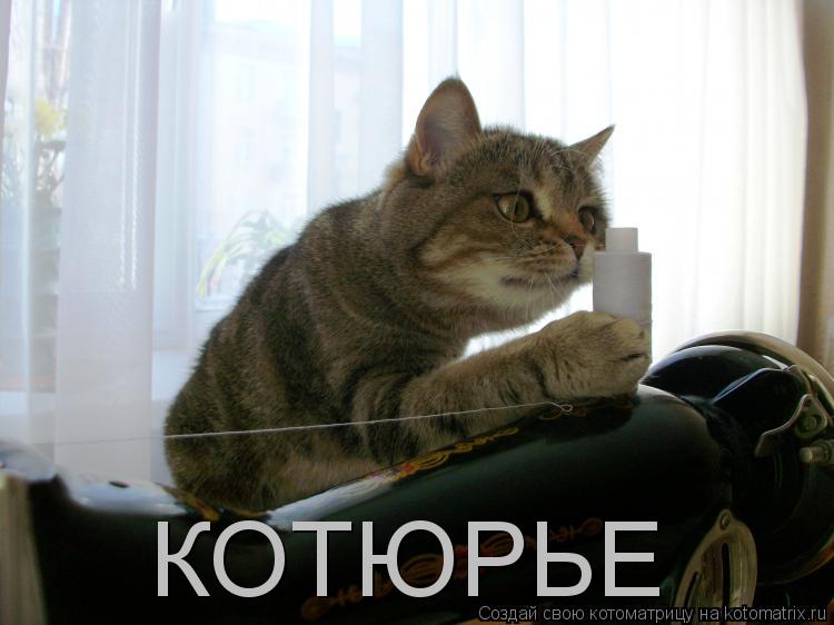 КОТЮРЬЕ... Котоматрица: КОТЮРЬЕ