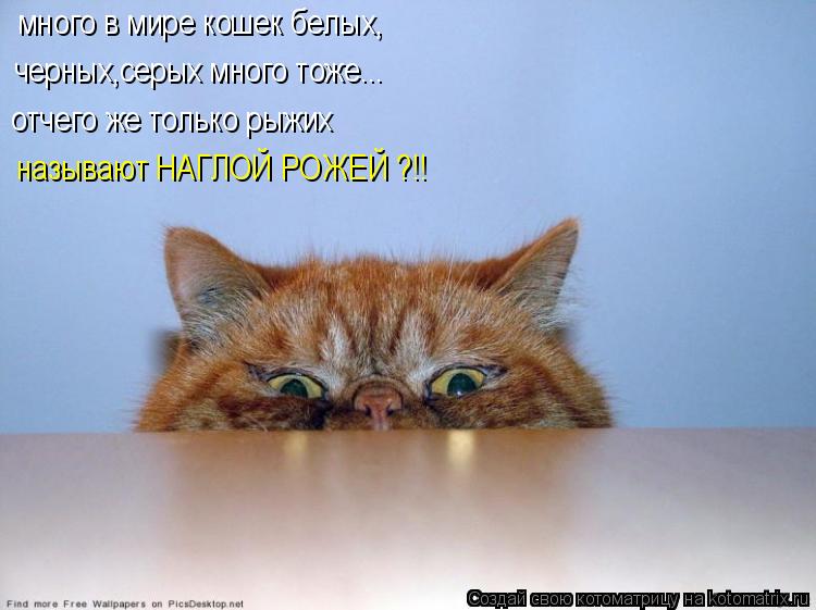 Котоматрица: много в мире кошек белых, черных,серых много тоже... отчего же только рыжих называют НАГЛОЙ РОЖЕЙ ?!!