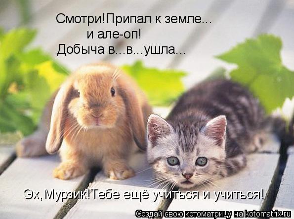 Смотри!Припал к земле... и але-оп! Добыча в...в...ушла... Эх,Мурзик!Тебе ещё учиться и учиться!... Котоматрица: Смотри!Припал к земле... и але-оп! Добыча в...в...ушла... Эх,Мурзик!Тебе ещё учиться и учиться!