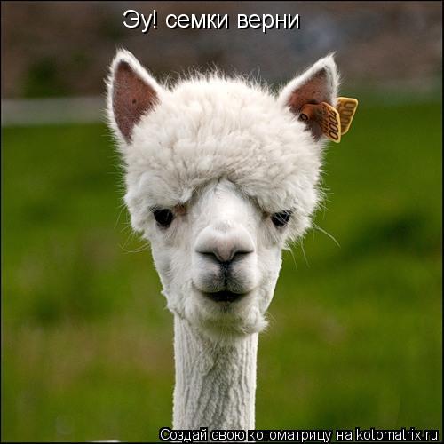 Эу! семки верни... Котоматрица: Эу! семки верни