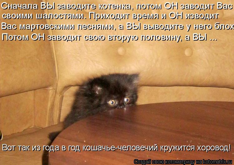 Котоматрица: Сначала ВЫ заводите котенка, потом ОН заводит Вас своими шалостями. Приходит время и ОН изводит  Вас мартовскими песнями, а ВЫ выводите у не