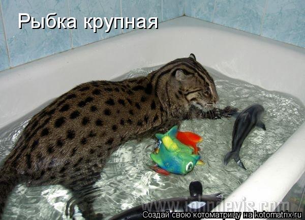 Рыбка крупная... Котоматрица: Рыбка крупная