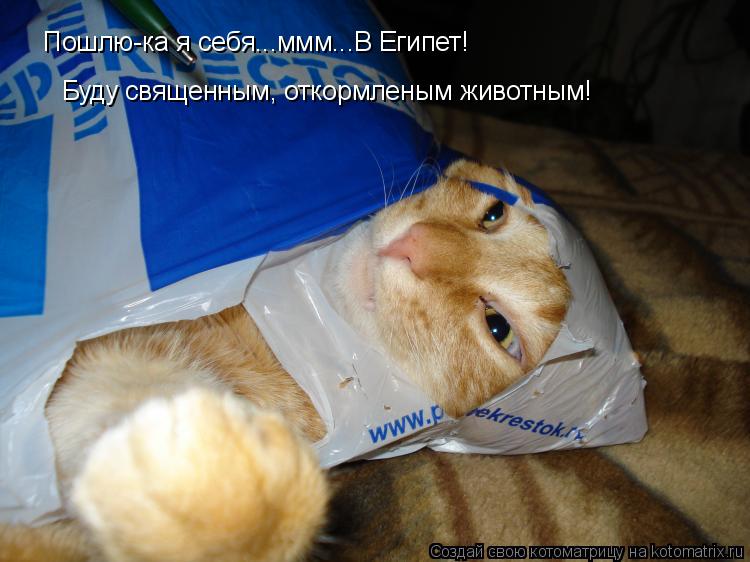 Пошлю-ка я себя...ммм...В Египет! Буду священным, откормленым животным!... Котоматрица: Пошлю-ка я себя...ммм...В Египет! Буду священным, откормленым животным!