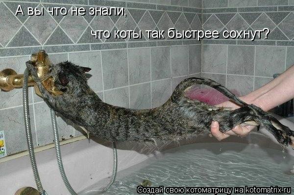 А вы что не знали, что коты так быстрее сохнут?... Котоматрица: А вы что не знали, что коты так быстрее сохнут?
