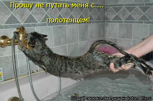 Прошу не путать меня с ... полотенцем!... Котоматрица: Прошу не путать меня с ... полотенцем!