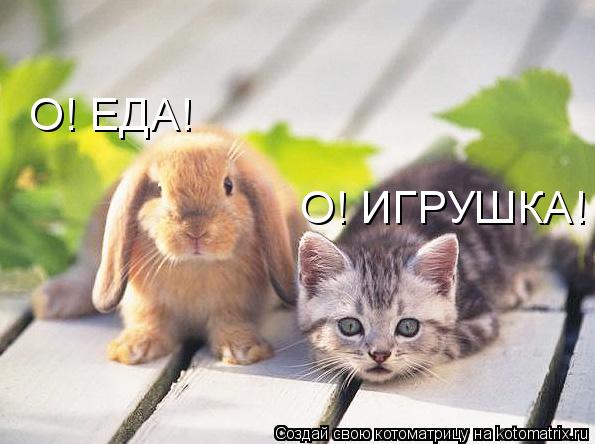 О! ИГРУШКА! О! ЕДА!... Котоматрица: О! ИГРУШКА! О! ЕДА!