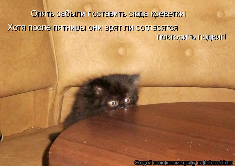 Опять забыли поставить сюда креветки! Хотя после пятницы они врят ли согласятся повторить подвиг!... Котоматрица: Опять забыли поставить сюда креветки! Хотя после пятницы они врят ли согласятся повторить подвиг!