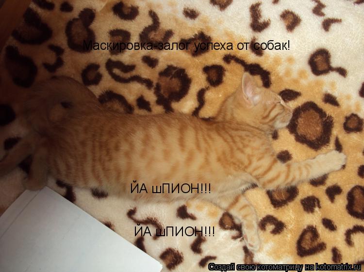 ЙА шПИОН!!! ЙА шПИОН!!! Маскировка-залог успеха от собак!... Котоматрица: ЙА шПИОН!!! ЙА шПИОН!!! Маскировка-залог успеха от собак!