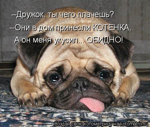 --Дружок, ты чего плачешь? --Они в дом принесли КОТЕНКА, А он меня укусил... ОБИДНО!... Котоматрица: --Дружок, ты чего плачешь? --Они в дом принесли КОТЕНКА, А он меня укусил... ОБИДНО!