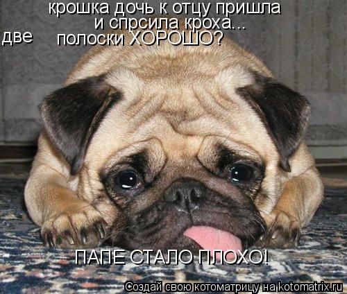 крошка дочь к отцу пришла и спрсила кроха... две полоски ХОРОШО? ПАПЕ СТАЛО ПЛОХО!... Котоматрица: крошка дочь к отцу пришла и спрсила кроха... две полоски ХОРОШО? ПАПЕ СТАЛО ПЛОХО!