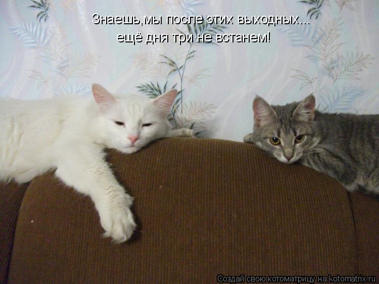 Знаешь,мы после этих выходных... ещё дня три не встанем!... Котоматрица: Знаешь,мы после этих выходных... ещё дня три не встанем!