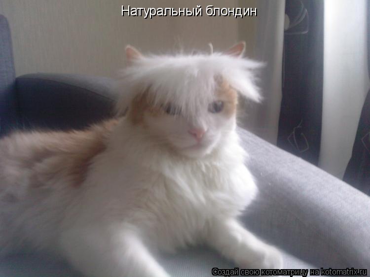 Натуральный блондин... Котоматрица: Натуральный блондин