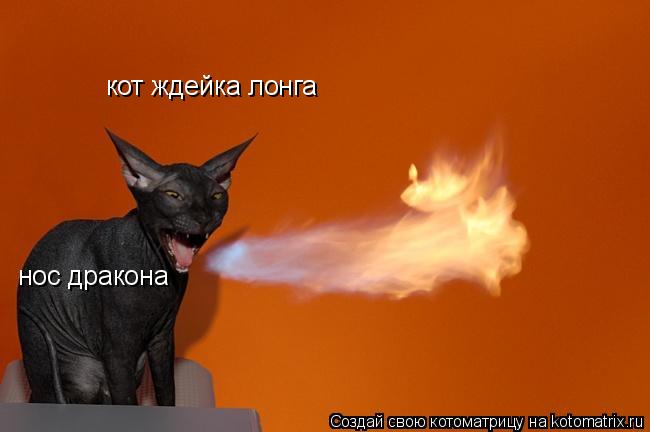 кот ждейка лонга нос дракона... Котоматрица: кот ждейка лонга нос дракона