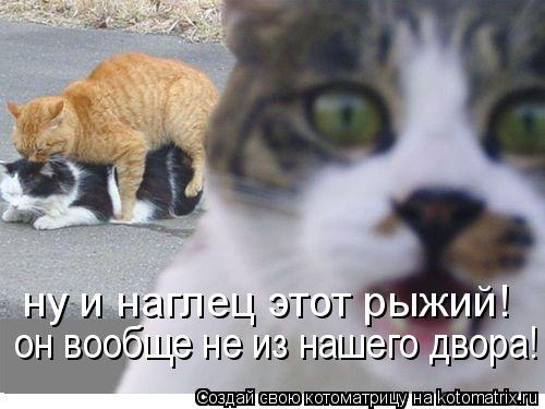 ну и наглец этот рыжий! он вообще не из нашего двора!... Котоматрица: ну и наглец этот рыжий! он вообще не из нашего двора!