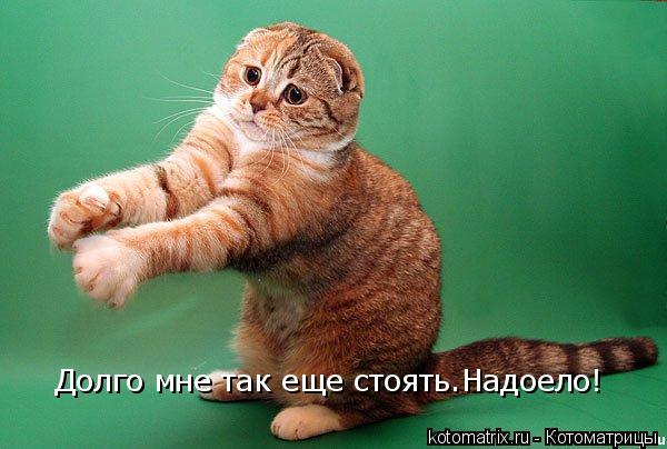 Долго мне так еще стоять.Надоело!... Котоматрица: Долго мне так еще стоять.Надоело!