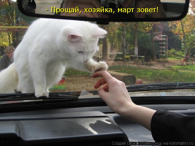 - Прощай, хозяйка, март зовет!... Котоматрица: - Прощай, хозяйка, март зовет!