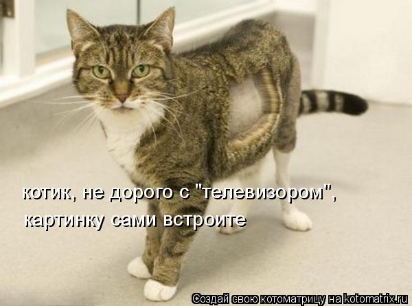 котик, не дорого с "телевизором", картинку сами встроите котик, не дорого с "телевизором", картинку ... Котоматрица: котик, не дорого с "телевизором", картинку сами встроите котик, не дорого с "телевизором", картинку сами встроите