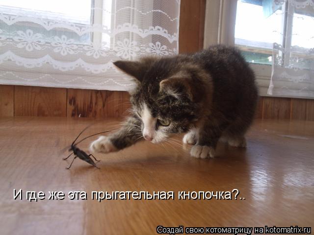 И где же эта прыгательная кнопочка?..... Котоматрица: И где же эта прыгательная кнопочка?..