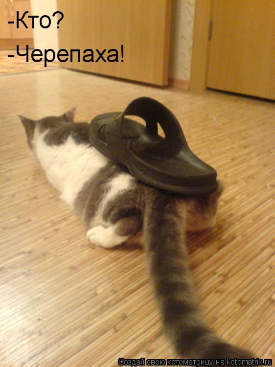 -Кто? -Черепаха!... Котоматрица: -Кто? -Черепаха!
