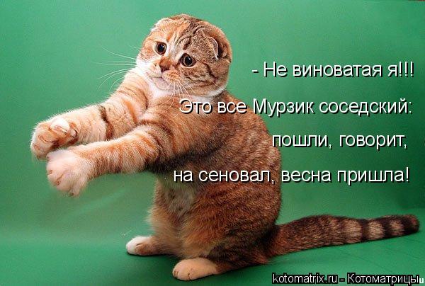 - Не виноватая я!!! Это все Мурзик соседский: пошли, говорит, на сеновал, весна пришла!... Котоматрица: - Не виноватая я!!! Это все Мурзик соседский: пошли, говорит, на сеновал, весна пришла!