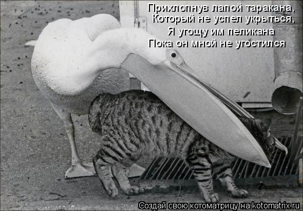 Прихлопнув лапой таракана, Который не успел укрыться, Я угощу им пеликана Пока он мной не угостилс... Котоматрица: Прихлопнув лапой таракана, Который не успел укрыться, Я угощу им пеликана Пока он мной не угостился