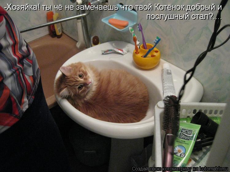-Хозяйка! ты чё не замечаешь что твой Котёнок добрый и послушный стал?....... Котоматрица: -Хозяйка! ты чё не замечаешь что твой Котёнок добрый и послушный стал?....