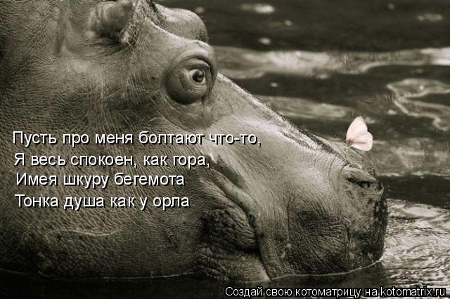 Котоматрица: Пусть про меня болтают что-то,  Я весь спокоен, как гора,  Имея шкуру бегемота  Тонка душа как у орла