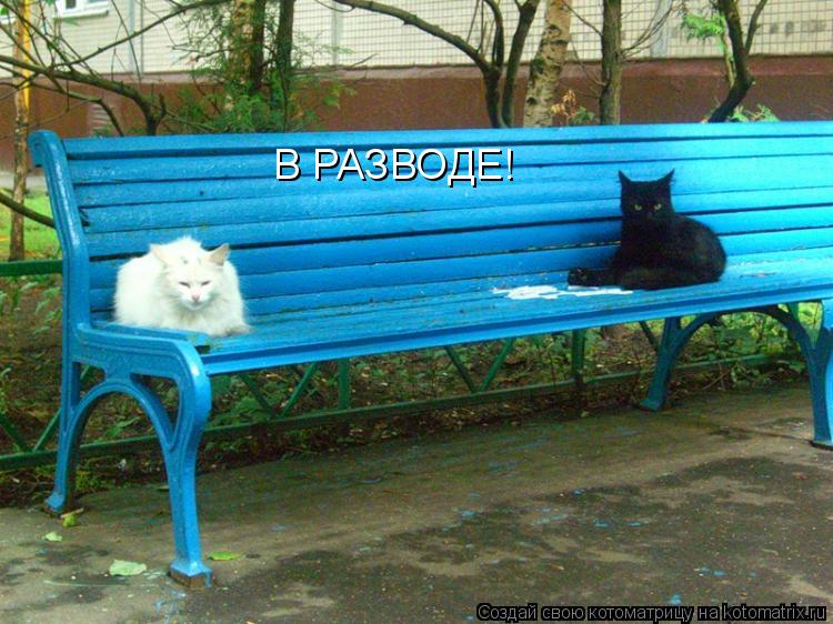 В РАЗВОДЕ!... Котоматрица: В РАЗВОДЕ!