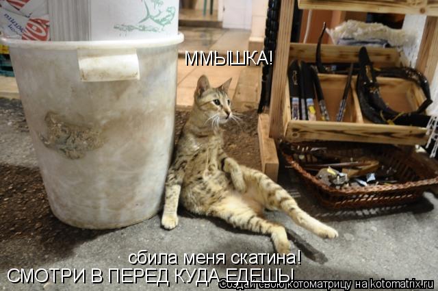 ММЫШКА! сбила меня скатина! СМОТРИ В ПЕРЕД КУДА ЕДЕШЬ!... Котоматрица: ММЫШКА! сбила меня скатина! СМОТРИ В ПЕРЕД КУДА ЕДЕШЬ!