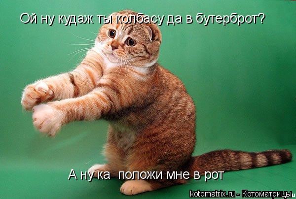 Ой ну кудаж ты колбасу да в бутерброт? А ну ка положи мне в рот... Котоматрица: Ой ну кудаж ты колбасу да в бутерброт? А ну ка положи мне в рот