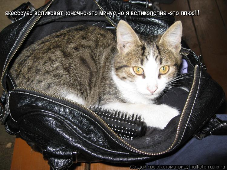 аксессуар великоват конечно-это минус,но я великолепна -это плюс!!!... Котоматрица: аксессуар великоват конечно-это минус,но я великолепна -это плюс!!!
